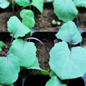 When and How to Transplant Cabbage Seedlings to the Garden